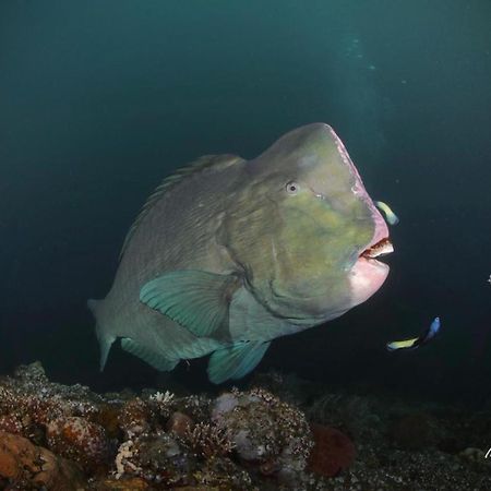 Coriana Dive Resort Waisai Bagian luar foto