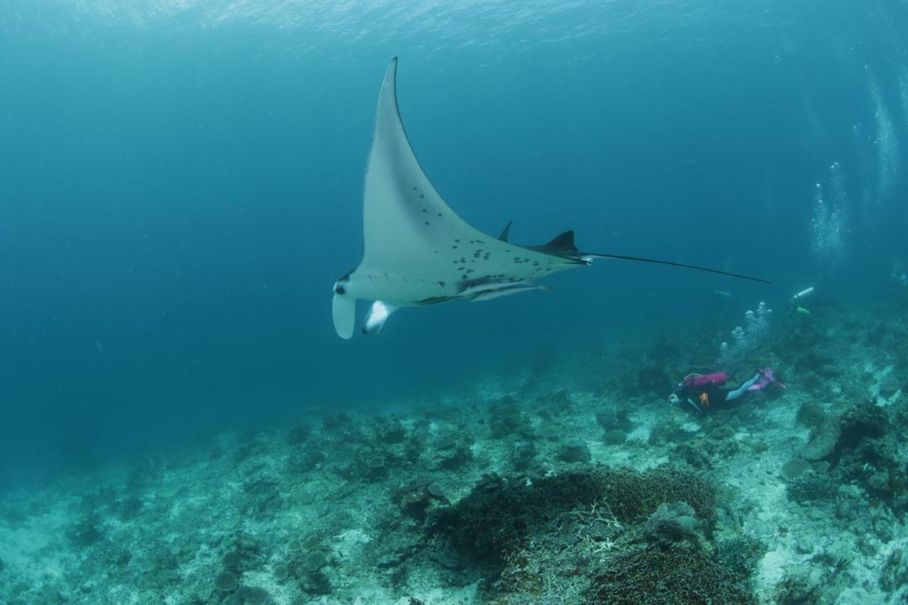 Coriana Dive Resort Waisai Bagian luar foto
