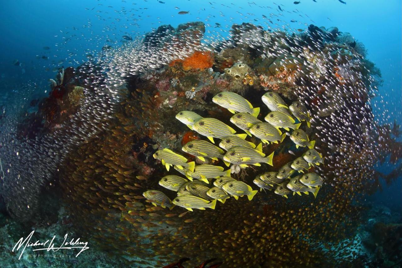 Coriana Dive Resort Waisai Bagian luar foto