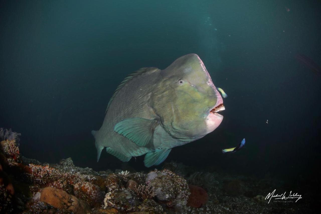 Coriana Dive Resort Waisai Bagian luar foto