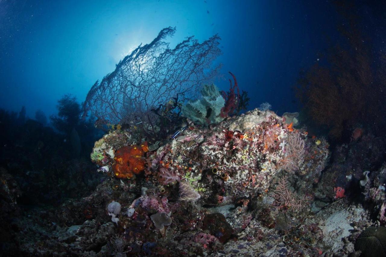 Coriana Dive Resort Waisai Bagian luar foto